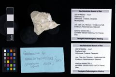 NHMW-GEO-2007z0149-0254_Ol_01.tifBrachyura indet.  (NHMW-GEO-2007z0149-0254)